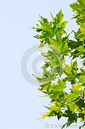 Chinar Leaf Stock Image - Image: 7349201