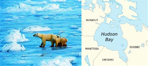 How long have polar bears lived in Hudson Bay? | polarbearscience