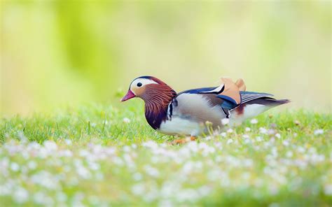 Fonds d'écran Télécharger 1920x1200 Canard mandarin dans l'herbe, arrière-plan flou Fond HD