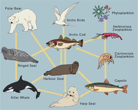 Food Chains and Food Webs ( Read ) | Life Science | CK-12 Foundation