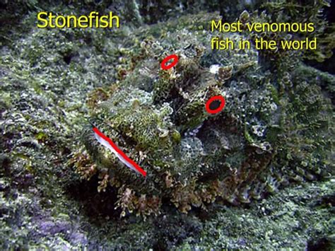 How Dangerous are Stonefish? (Can You Die if You Step on a Stonefish?) – Animals FYI