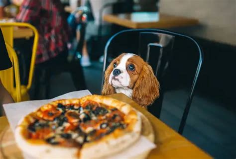 Dog Cafe Pictures | Download Free Images on Unsplash