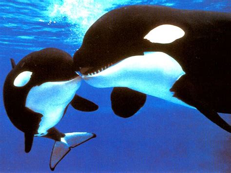 Great pic of mom and baby | Orques, Orque, Animaux aquatiques