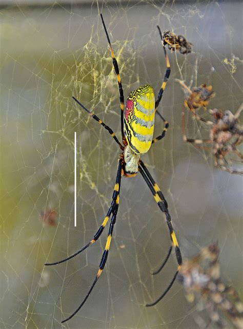 Joro spiders aren’t scary. They’re shy.