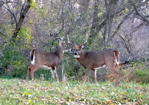 Wisconsin Hunting - The Gun Laws 2025