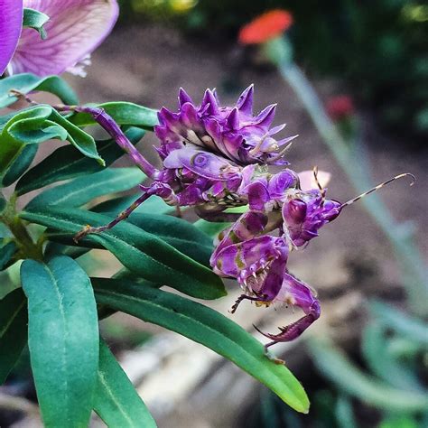 Spiny Flower Mantis : r/animalpics