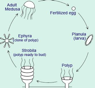 Phylum Cnidaria Polyp