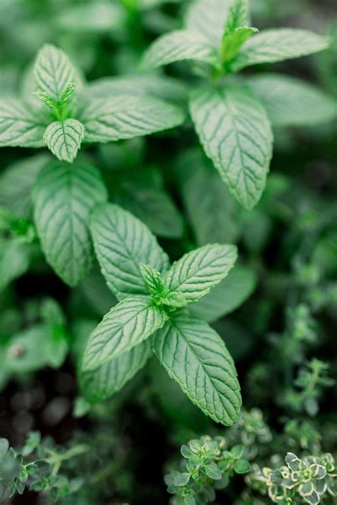 Mint Leaves for Fragrance and Their Benefits - Azure Farm