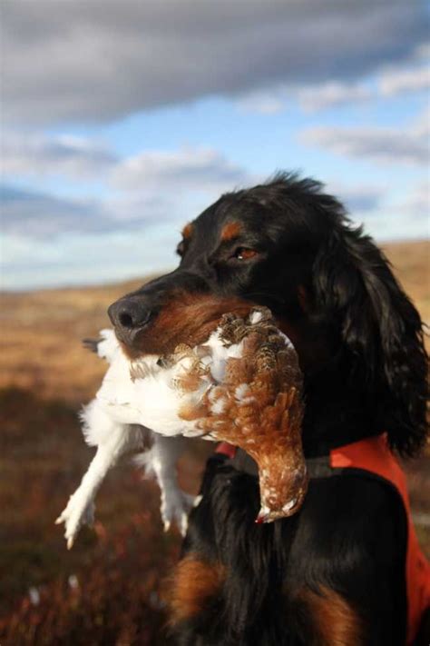 Gordon Setter | Dog breeds, Hunting dogs, Dogs