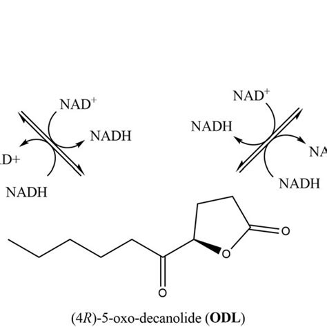 Putative epimerization mechanism of RS to RR via ODL by Nasonia SDRs.... | Download Scientific ...