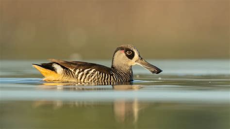 Victoria's duck season the last endangered species? | spec.com.au