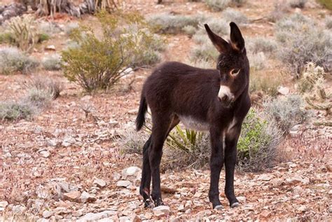 Texas Park Seeks Nonlethal Exit Strategy for Burros | The Texas Tribune