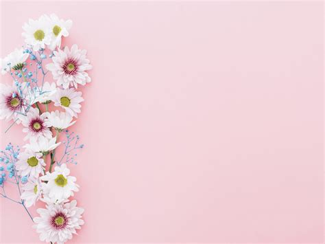 Flowers of Pink Backgrounds | Flowers, Pink Templates | Free PPT Grounds