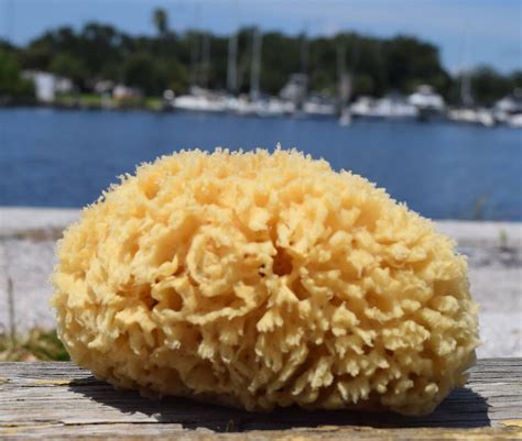 7.5" - 8.0" Natural Prime Wool Sea Sponge, Spa Bath, Luxury Bath ...