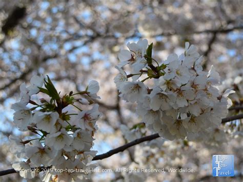 Portugal cherry blossoms: visit Fundão Cherry Festival 2024