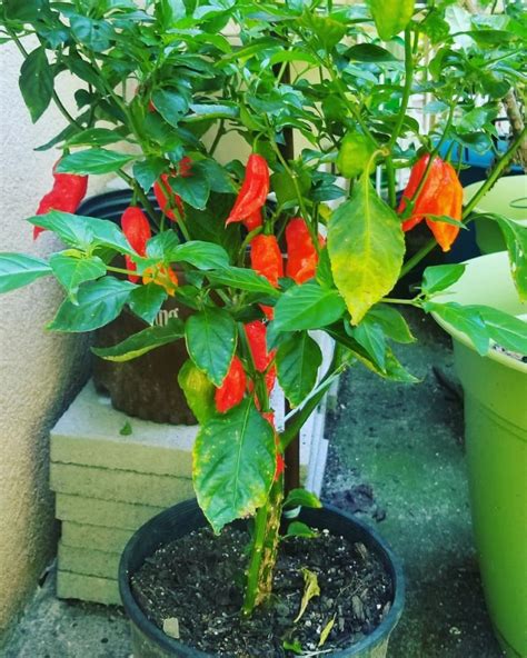 Bhut Jolokia Seeds - Online India Mountain Top Seed Bank