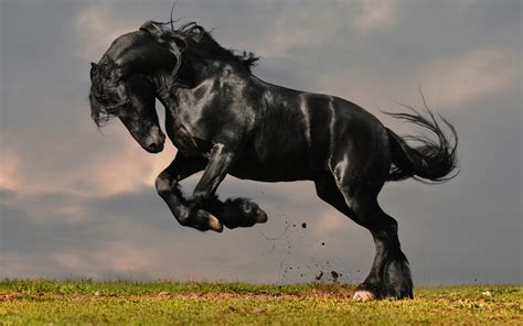 Friesian Horse Wallpaper (59+ images)