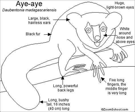 Aye-aye Printout- EnchantedLearning.com