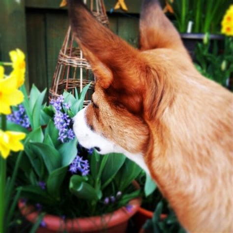 Our dog smelling flowers | Dog smells, Smelling flowers, Dogs