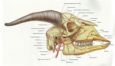 Goat skull, Skull anatomy, Goats