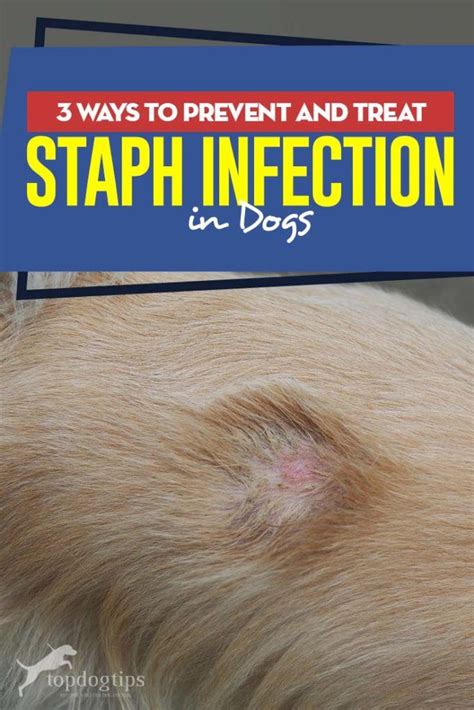 How To Cure A Staph Infection In Dogs