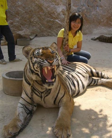 Thailand Traveling Pet The Tigers At Tiger Temple