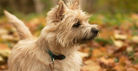 Cairn Terrier Breed Guide (Lifespan, Size & Characteristics)