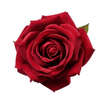 Gouri Rose With Dark Red Color, Rose, Red, Flower PNG Transparent Image and Clipart for Free ...