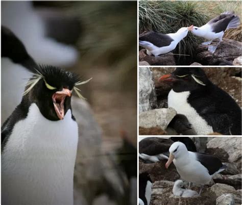 Albatross and Rockhopper penguins make their home at Westpoint Island in the South Shetlands ...