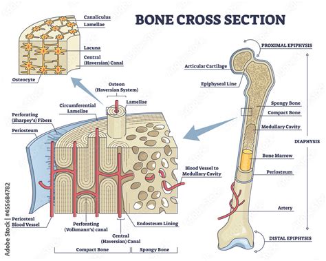 Bone cross section and isolated anatomical detailed structure outline ...