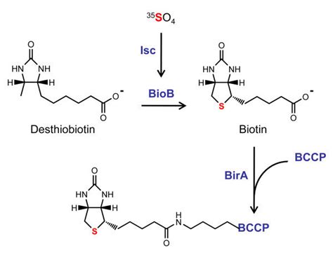 Synthesis of radiolabeled biotin in E. coli. The E. coli biotin... | Download Scientific Diagram