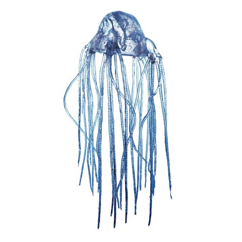 Box Jellyfish Facts For Kids | DK Find Out