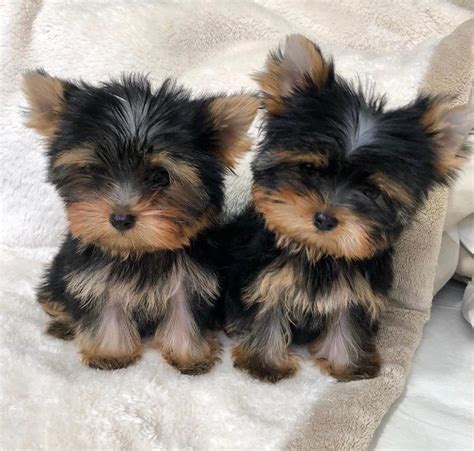 Teacup Yorkie puppies for sale in USA | Yorkie puppy, Teacup yorkie puppy, Yorkie puppy for sale