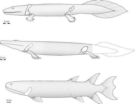 Pelvic girdle and fin of Tiktaalik roseae | PNAS