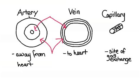 6.2.5 Relationship between structure and function of arteries, veins ...