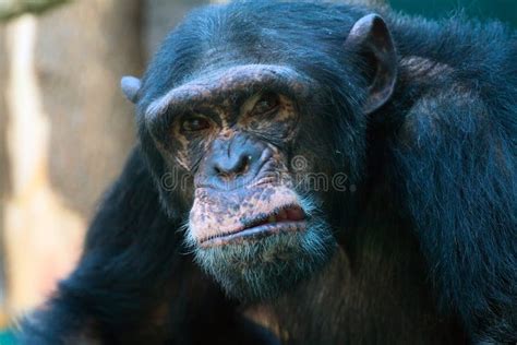 Closeup of Angry Chimpanzee Stock Photo - Image of animal, faces: 20627334