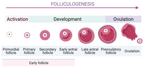 Early Follicles | Encyclopedia MDPI