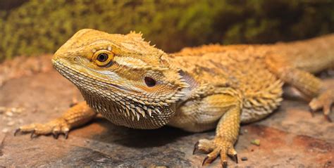 Bearded Dragon | Care Center | Galápagos Reptile Gear