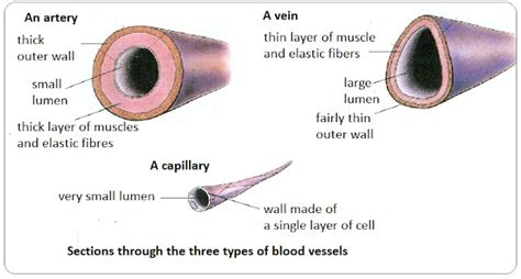 # 72 Arteries, veins and capillaries - structure and functions | Biology Notes for IGCSE 2014