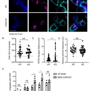 CD56-deficient primary NK cells retain lytic function. Primary NK cells ...