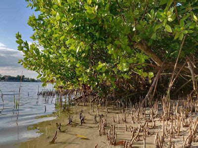 Black Mangrove – Growing and Care Guide - Plantglossary