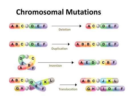 PPT - Chapter 13-3: Mutations PowerPoint Presentation, free download - ID:690040