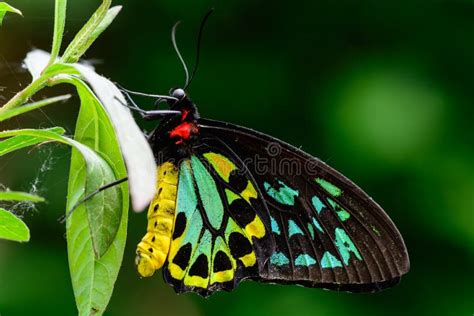 Male Cairns Birdwing Butterfly Stock Photo - Image of organism, ornithoptera: 31732634