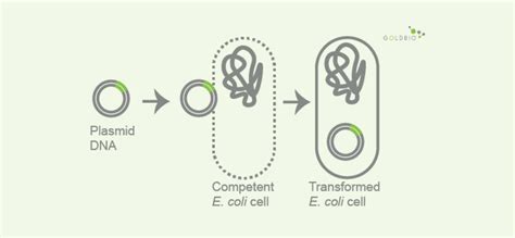 Understanding Competent Cells for Bacterial Transformation | GoldBio