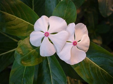 Catharanthus Flower, Garden Catharanthus