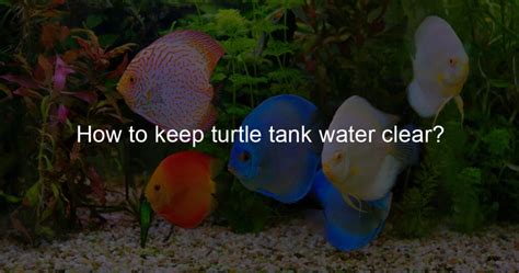 How to keep turtle tank water clear? - My Water Friends