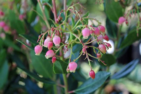 Arbutus unedo ‘Oktoberfest’ | Native Sons Wholesale Nursery