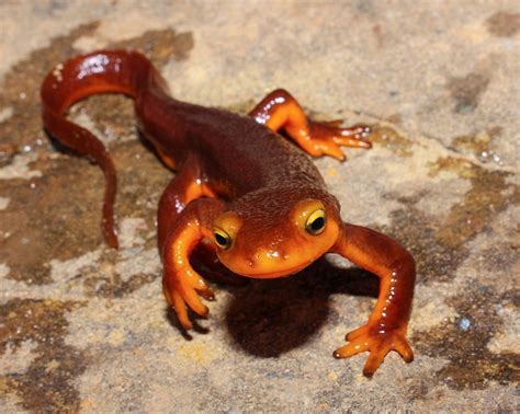 California Newt Facts and Pictures