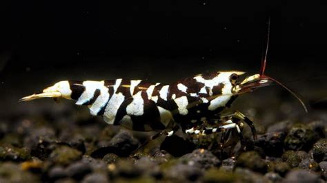 Black Fancy Tiger Shrimp Care Guide: Species Profile – Aquariumistics