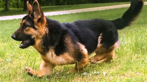 Dwarf German Shepherd | PETSIDI